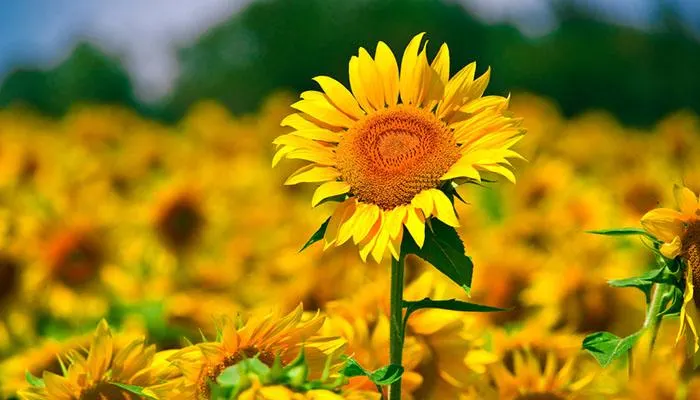 sunflower-record-height
