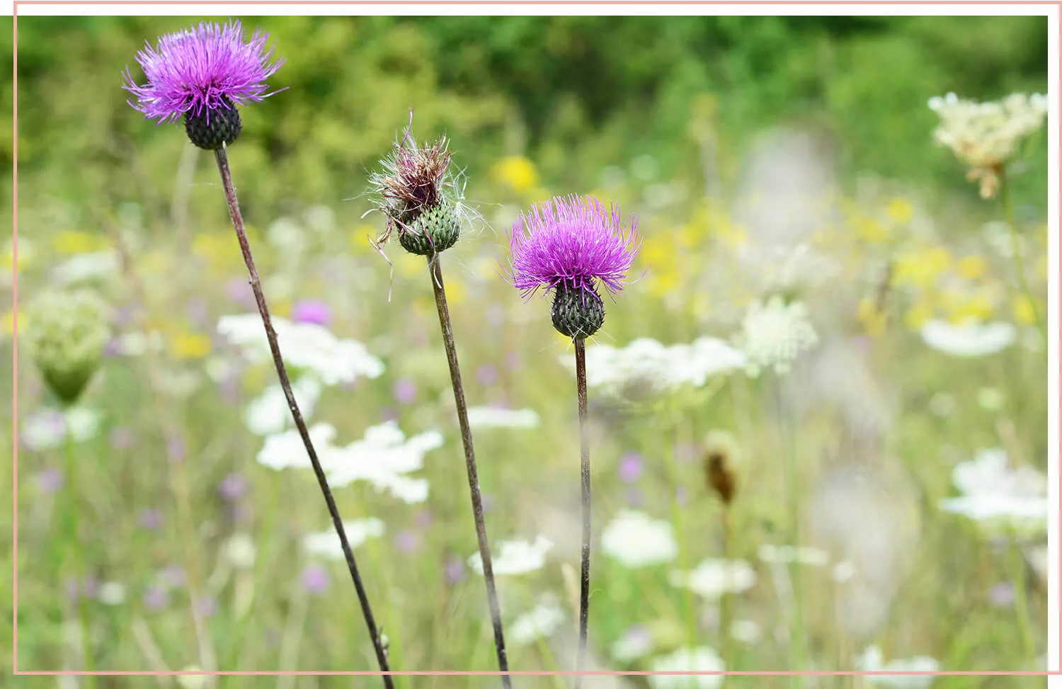 flowering-weeds-and-unexpected-beauty-6-musk-thistle