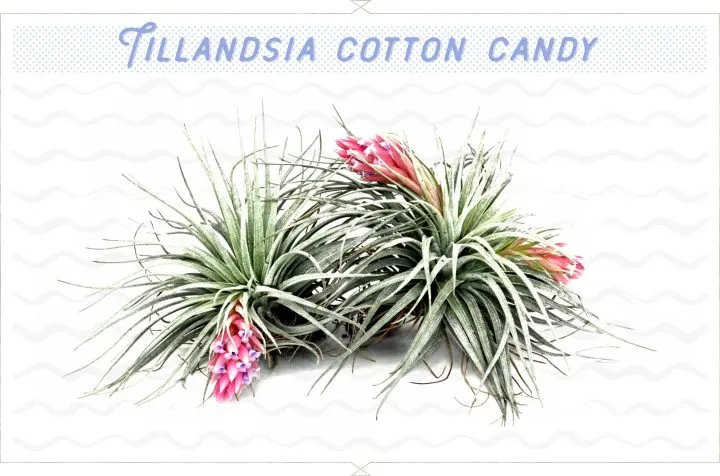18 Types of Air Plants For Your Home