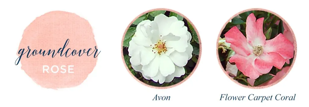 Types of Roses: A Visual Compendium