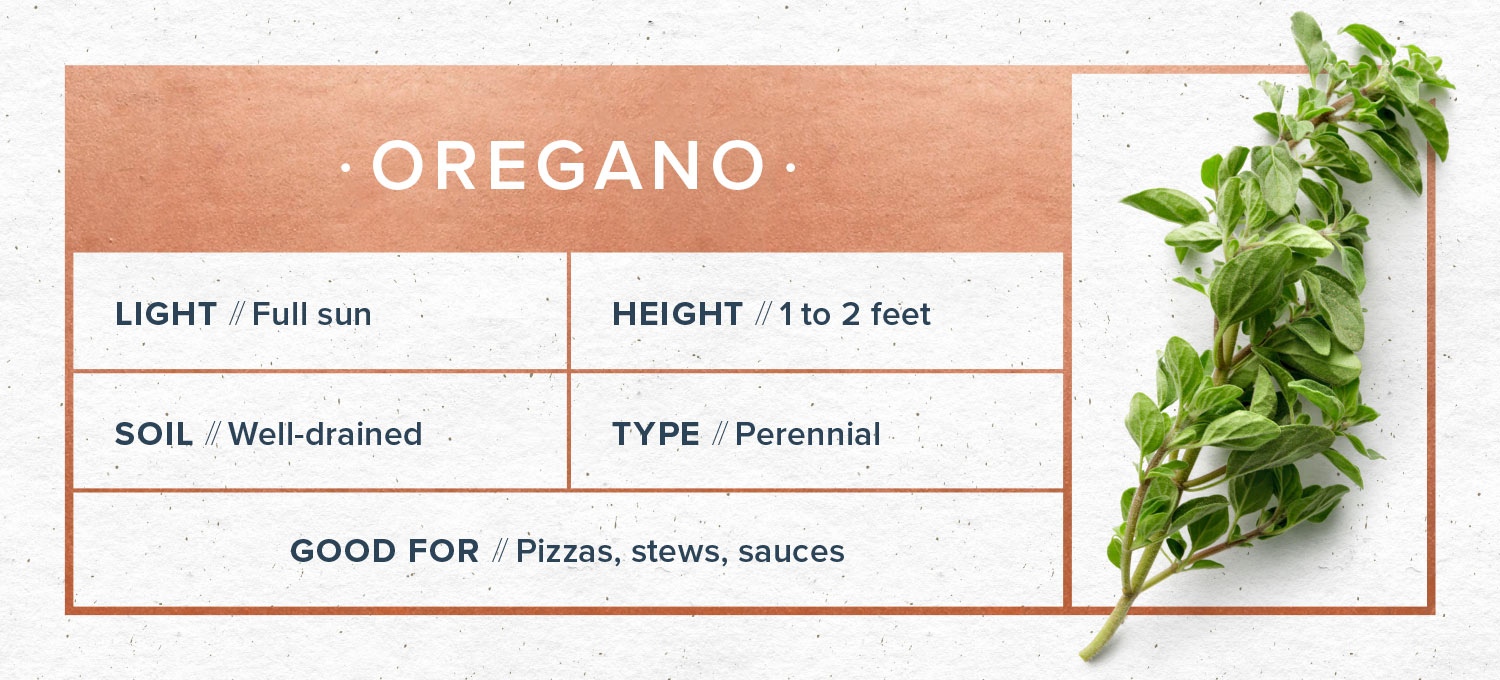 indoor herb garden oregano