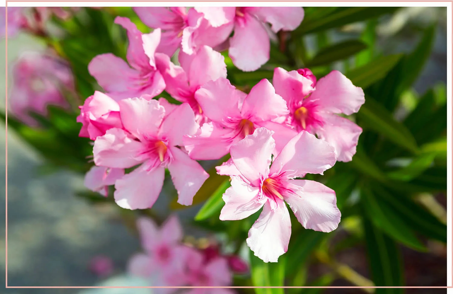 flowering-weeds-and-unexpected-beauty-33-oleander