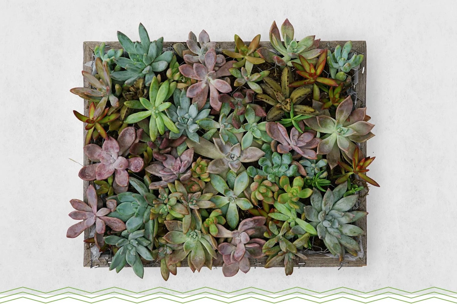 mini-succulents-wall-art