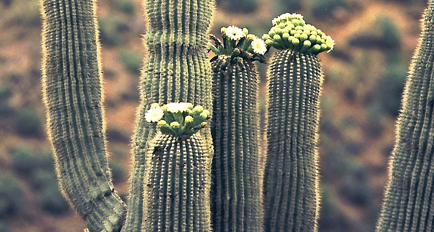 Arizona State Flower - Saguaro - ProFlowers Blog