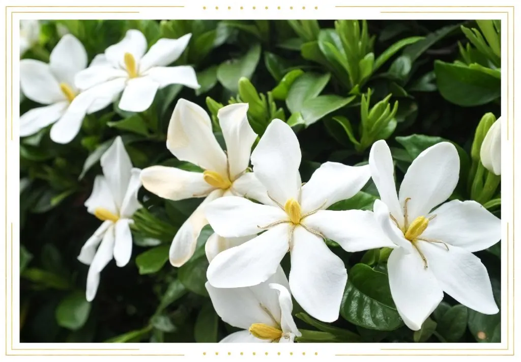 Gardenia Care Guide: Growing Tips + Info
