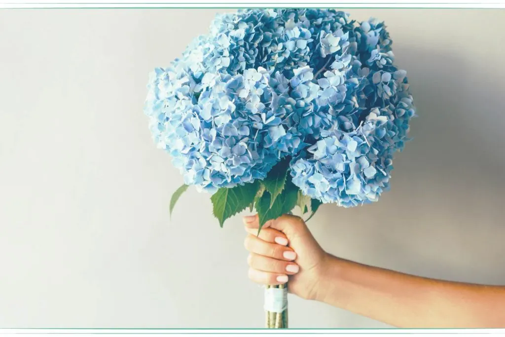 hydrangea-meaning-and-symbolism