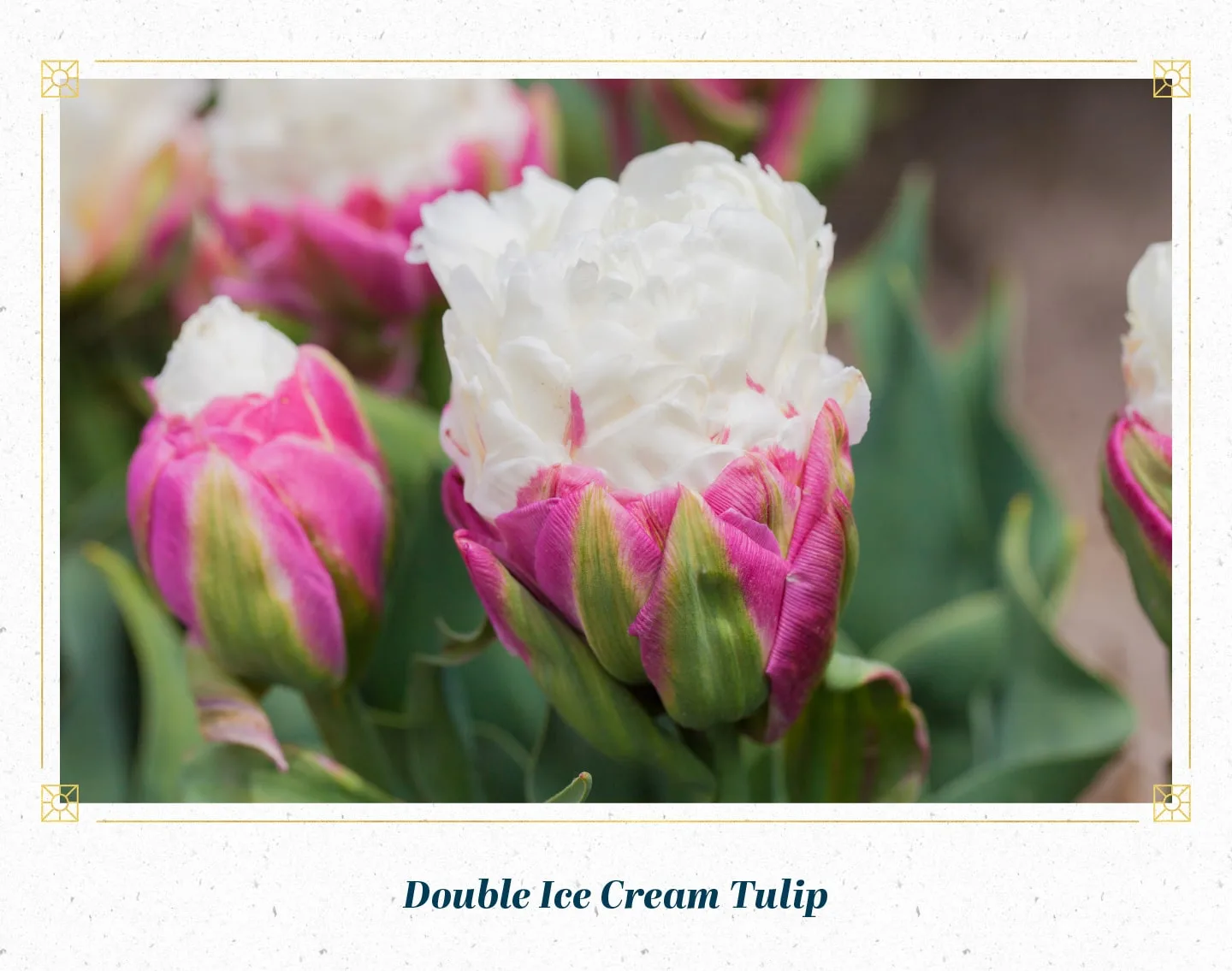 double-ice-cream-tulip-min