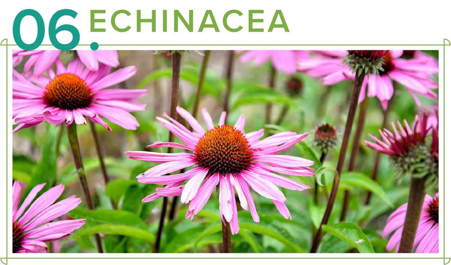medicinal-plants-06-echinacea