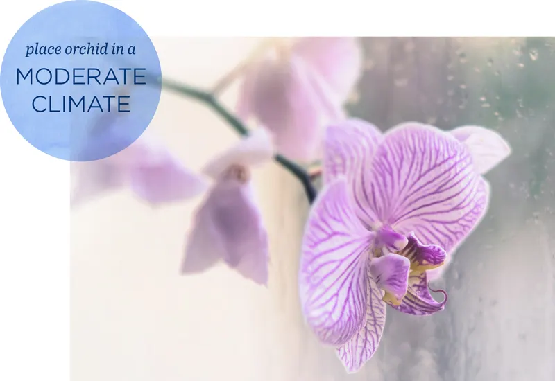 How to Rebloom Orchids