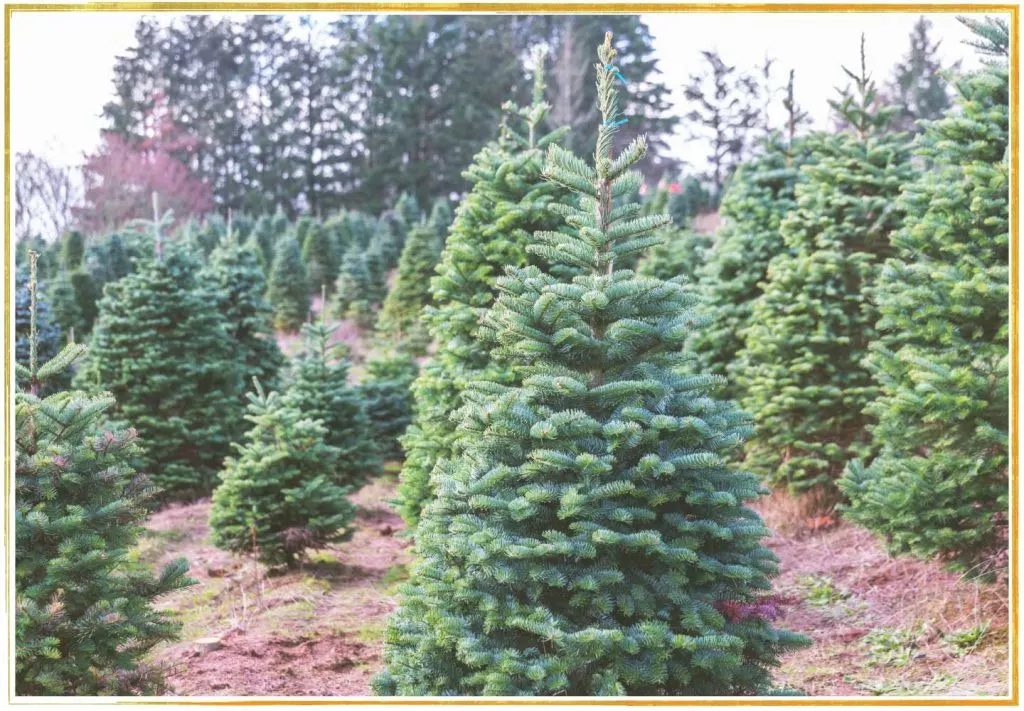 noble-and-douglas-fir-christmas-trees-1024x711