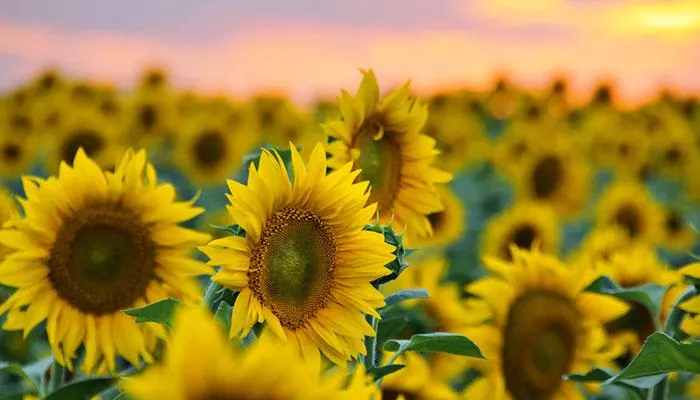 sunflowers-origins