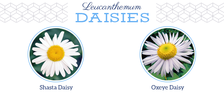 Different Types Of Daisies: Learn About The Differences Between Daisies