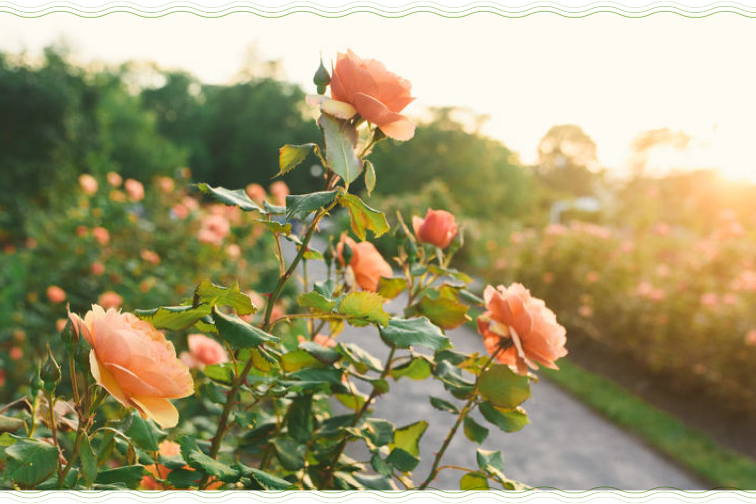 a bush of light orange roses with the sun in the distance