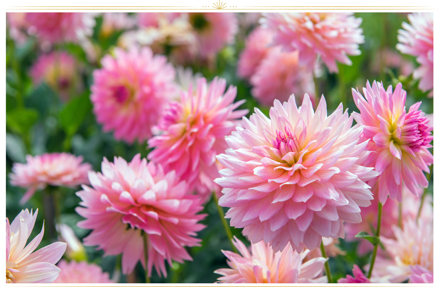 Hot Pink Spring Flowers