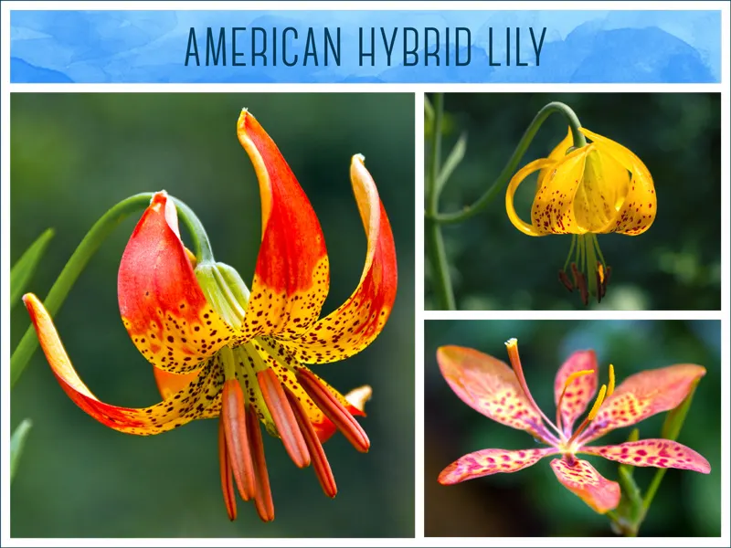 american-hybrid-lily