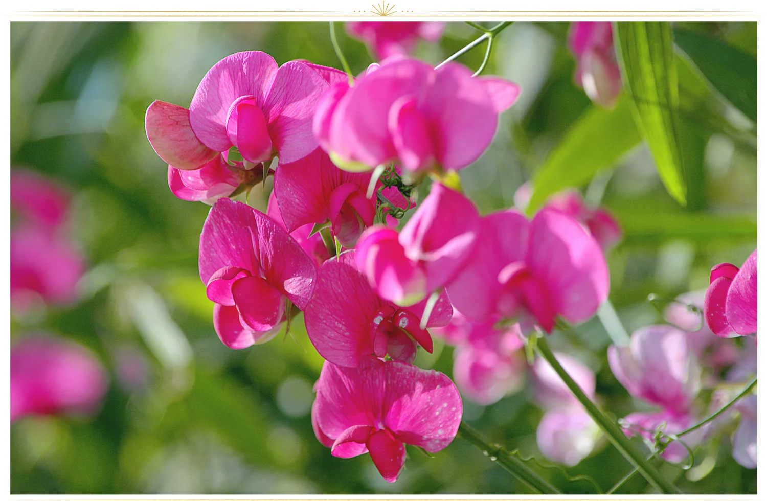 pink-flowers-sweetpea-1