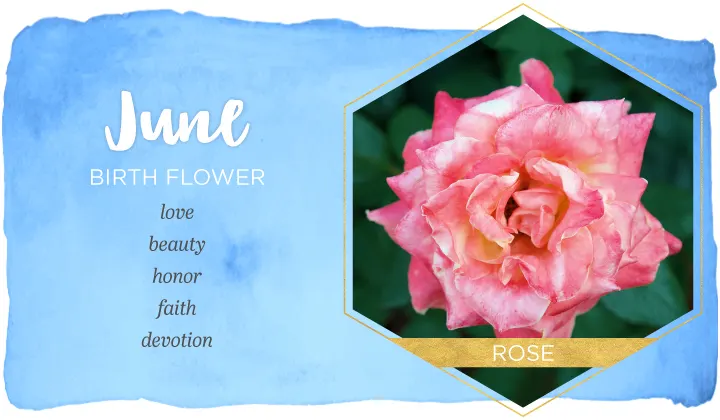 Birth Month Flowers and Their Meanings