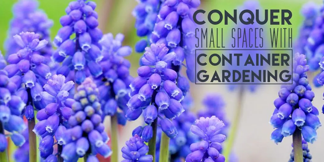 Conquer Small Spaces with Container Gardening