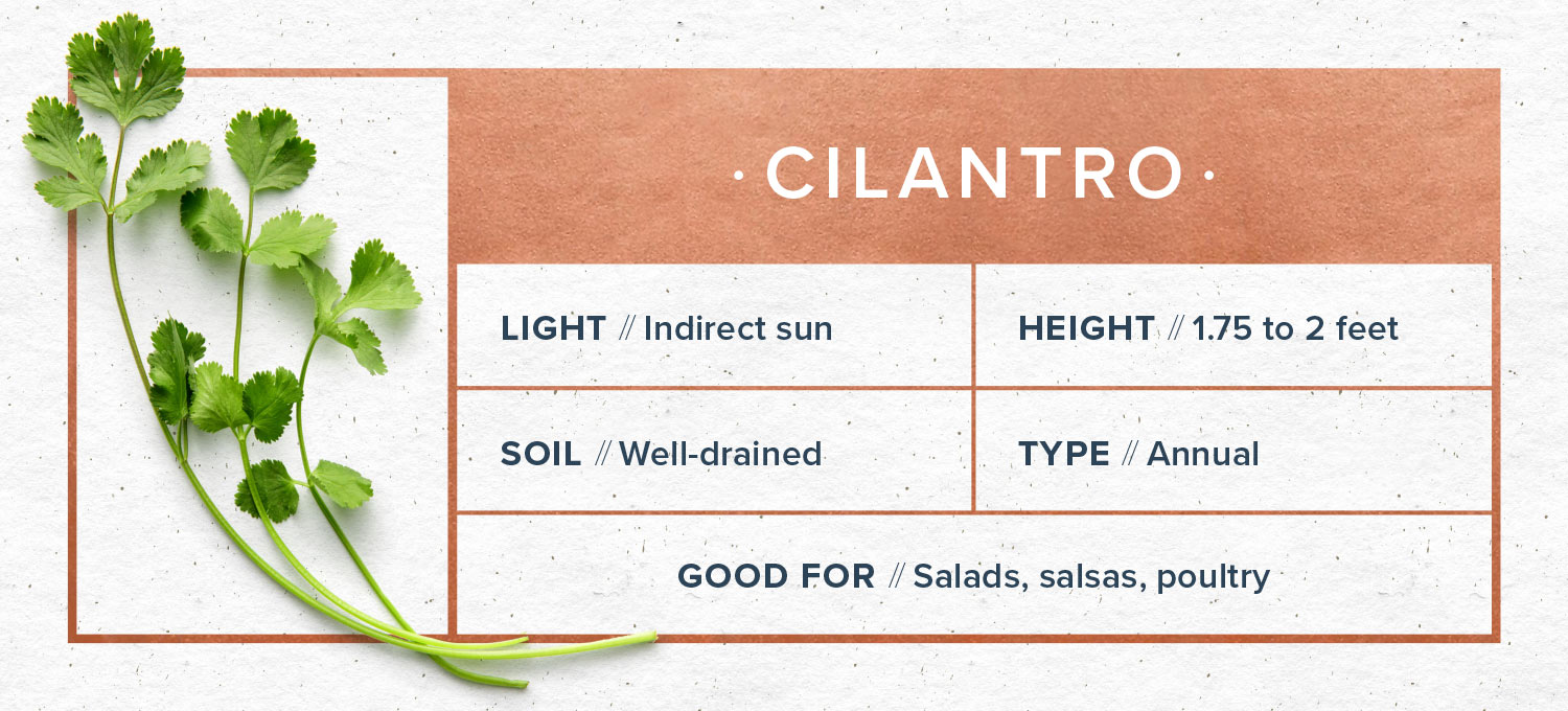 indoor herb garden cilantro