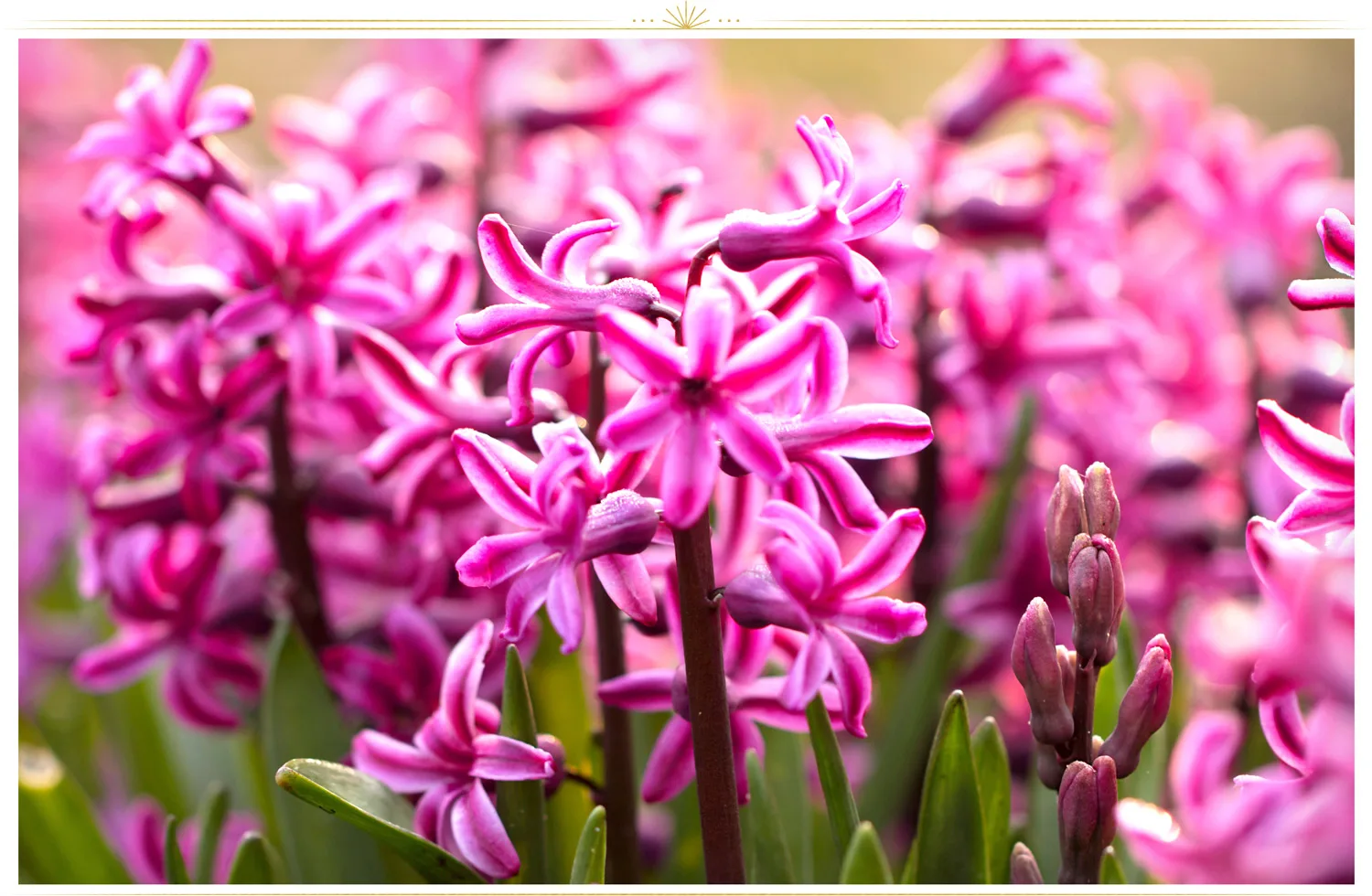 pink-flowers-hyacinth-1