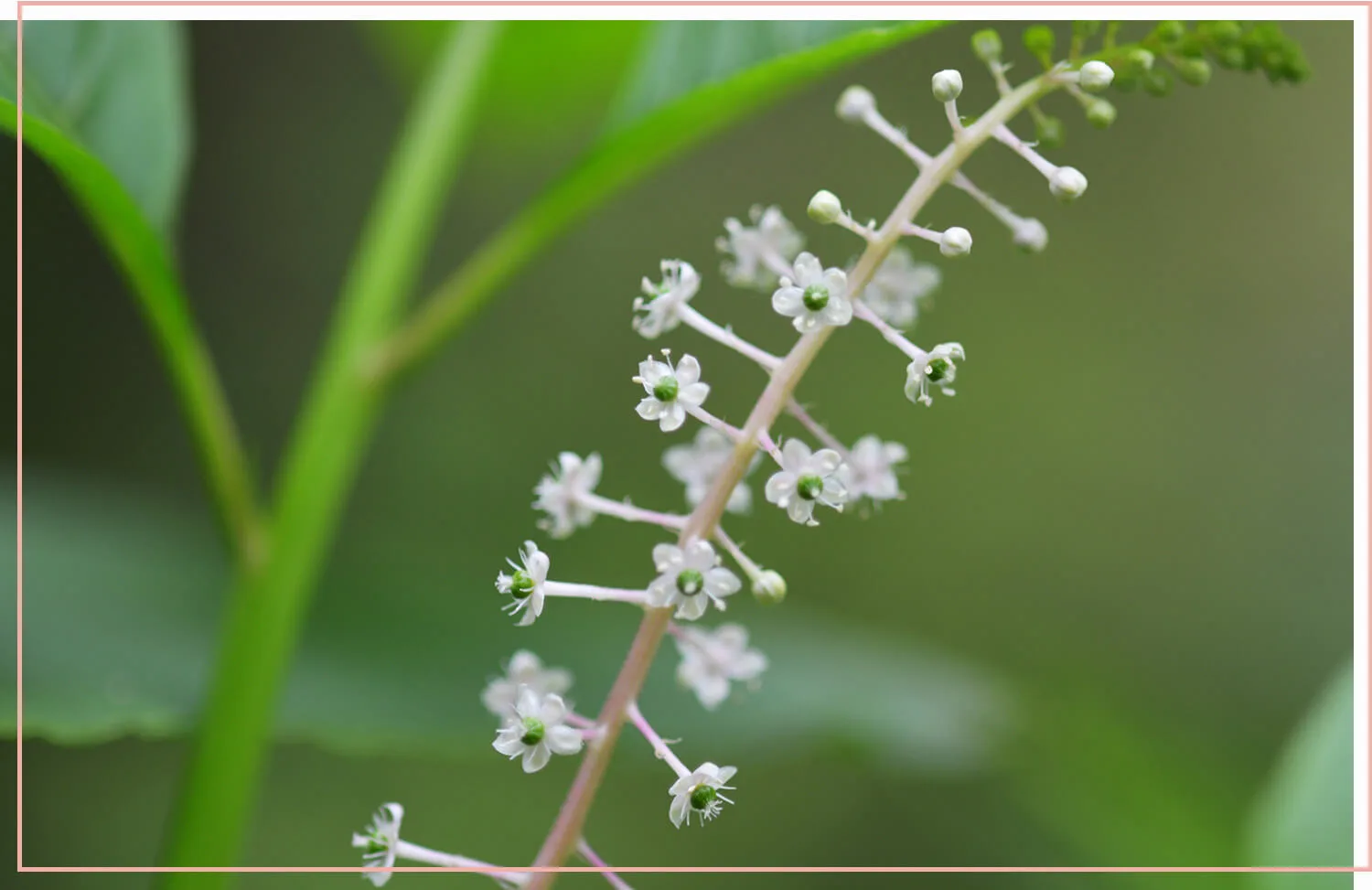 flowering-weeds-and-unexpected-beauty-27-pokeweed