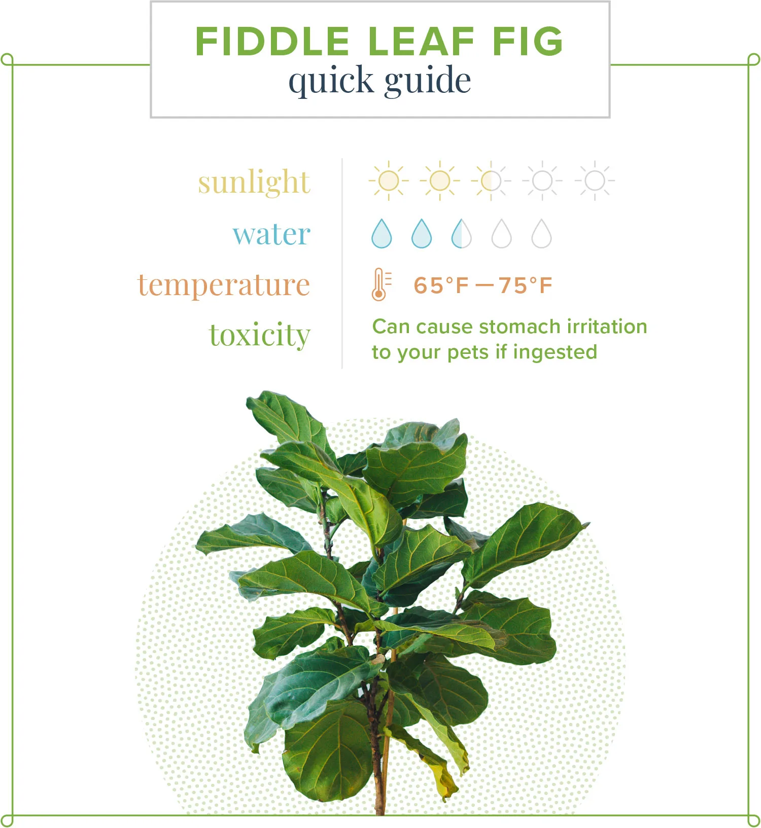Fiddle-leaf-fig-care-quick-guide