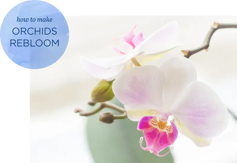 How to Rebloom Orchids