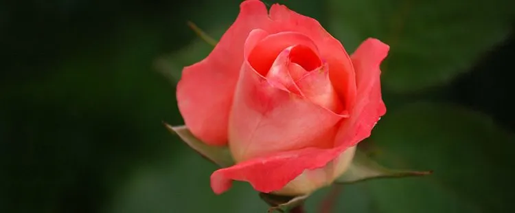 Oklahoma State Flower - The Oklahoma Rose - ProFlowers Blog