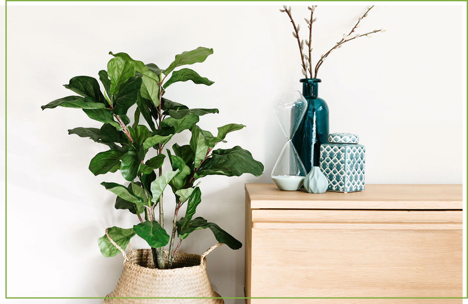 Fiddle Leaf Fig Care Guide Growing Information And Tips Proflowers