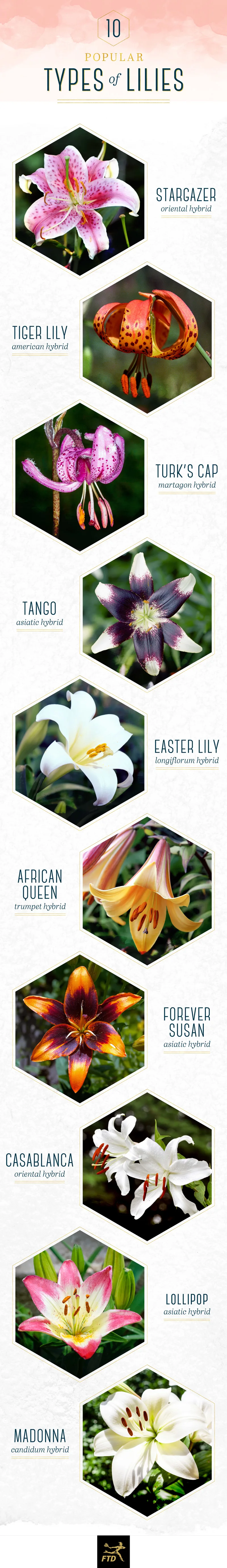 types-of-lilies-IG