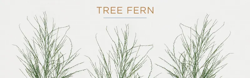 tree-fern