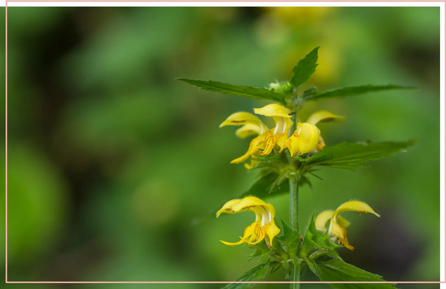 flowering-weeds-and-unexpected-beauty-15-yellow-archangel
