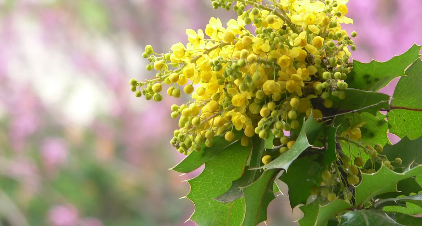 Oregon State Flower - The Oregon Grape