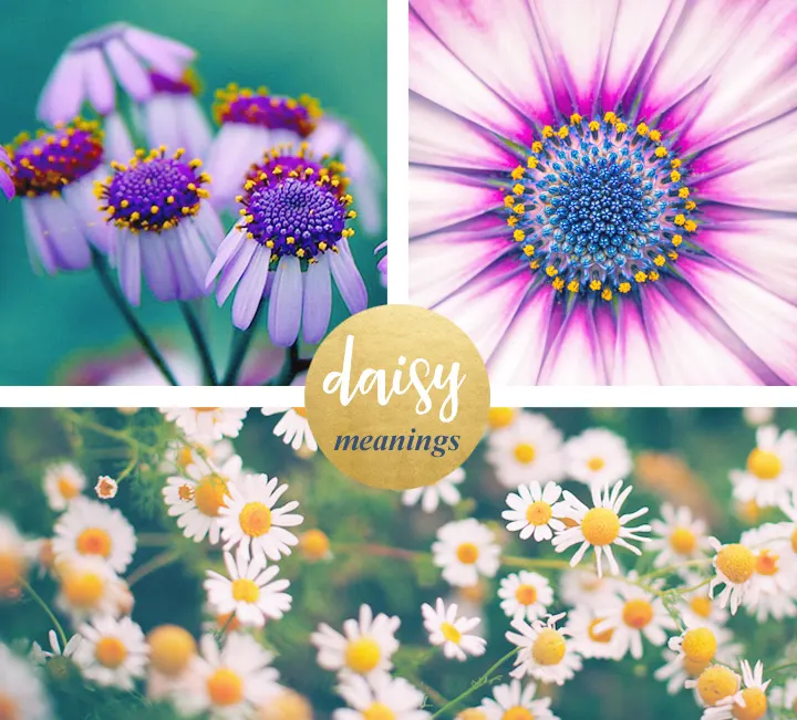 Daisy Meaning and Symbolism - FTD.com