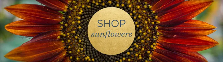 flower-meanings-sunflower3