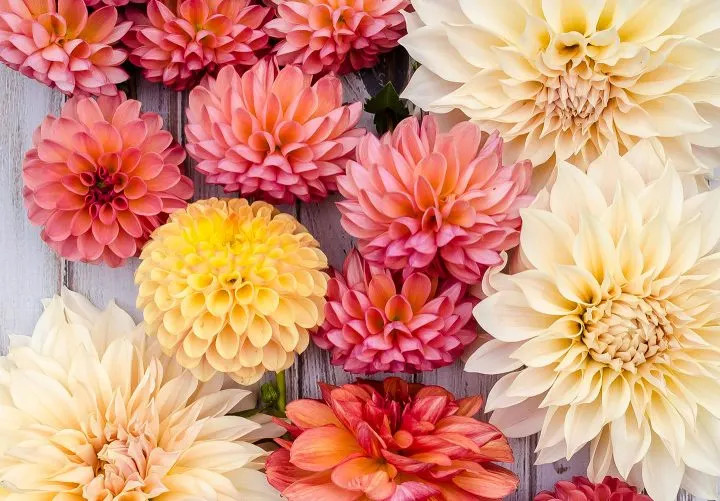 33 Types of Dahlias to Brighten Up Your Garden