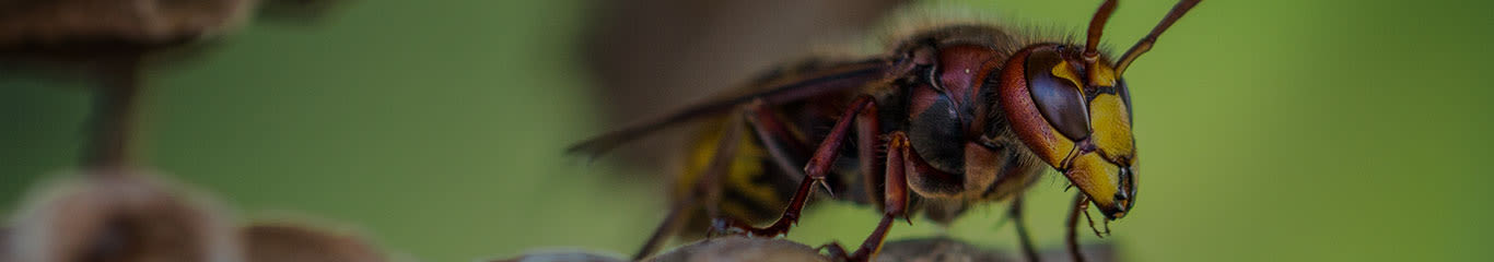 image - Magazine | Pappa Reale: proprietà e benefici