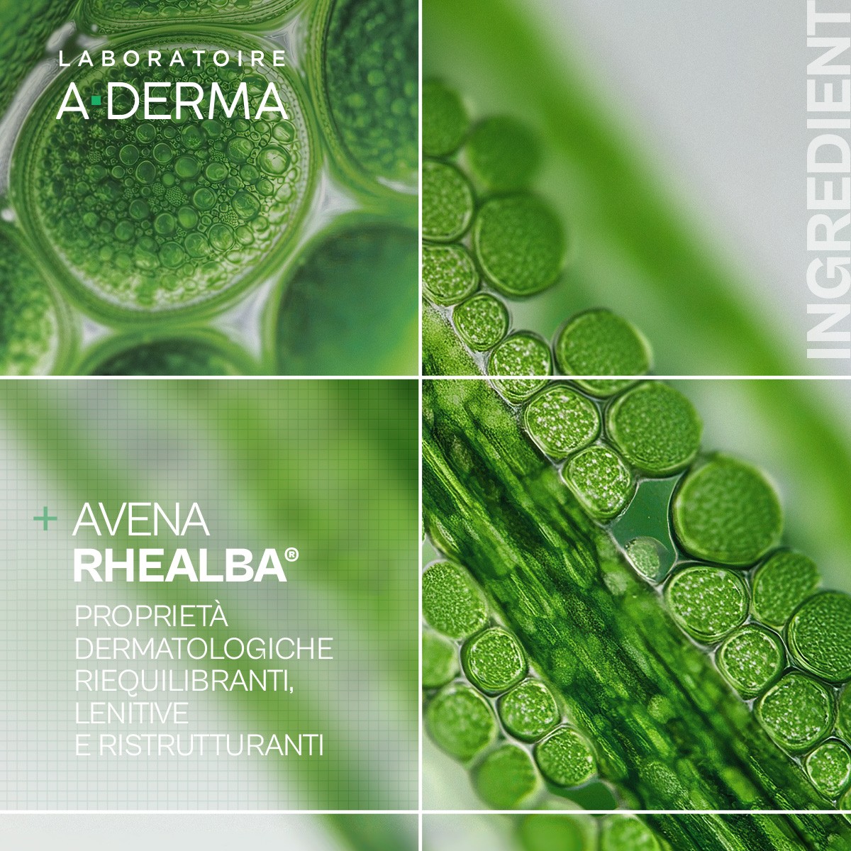 image - 951890134 - Olio lavante emolliente indicato per la detersione delicata di pelli secche, atopiche o a tendenza atopica. - 4876588_15.jpg