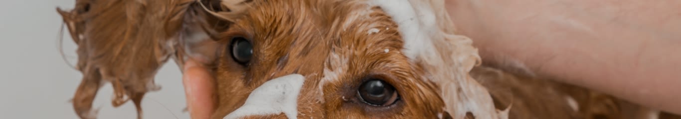 image - Shampoo per cani: come curare la loro igiene al meglio