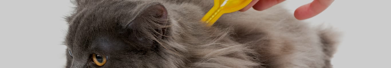 Come eliminare le pulci dal gatto: guida completa e consigli pratici