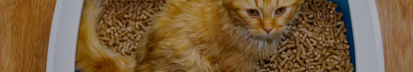 Cacca molle nel gatto: cause, rimedi e quando preoccuparsi