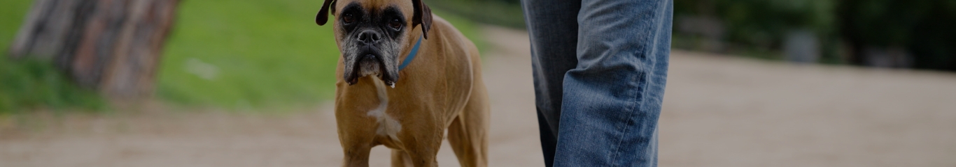 image - Forasacco nel cane: sintomi, rischi e come intervenire subito