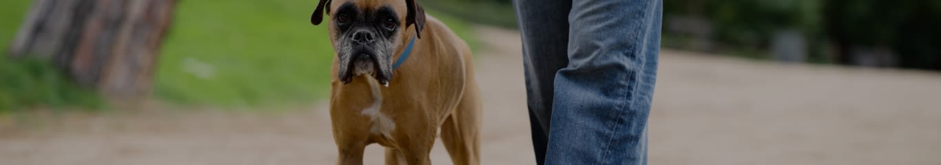 image - Forasacco nel cane: sintomi, rischi e come intervenire subito