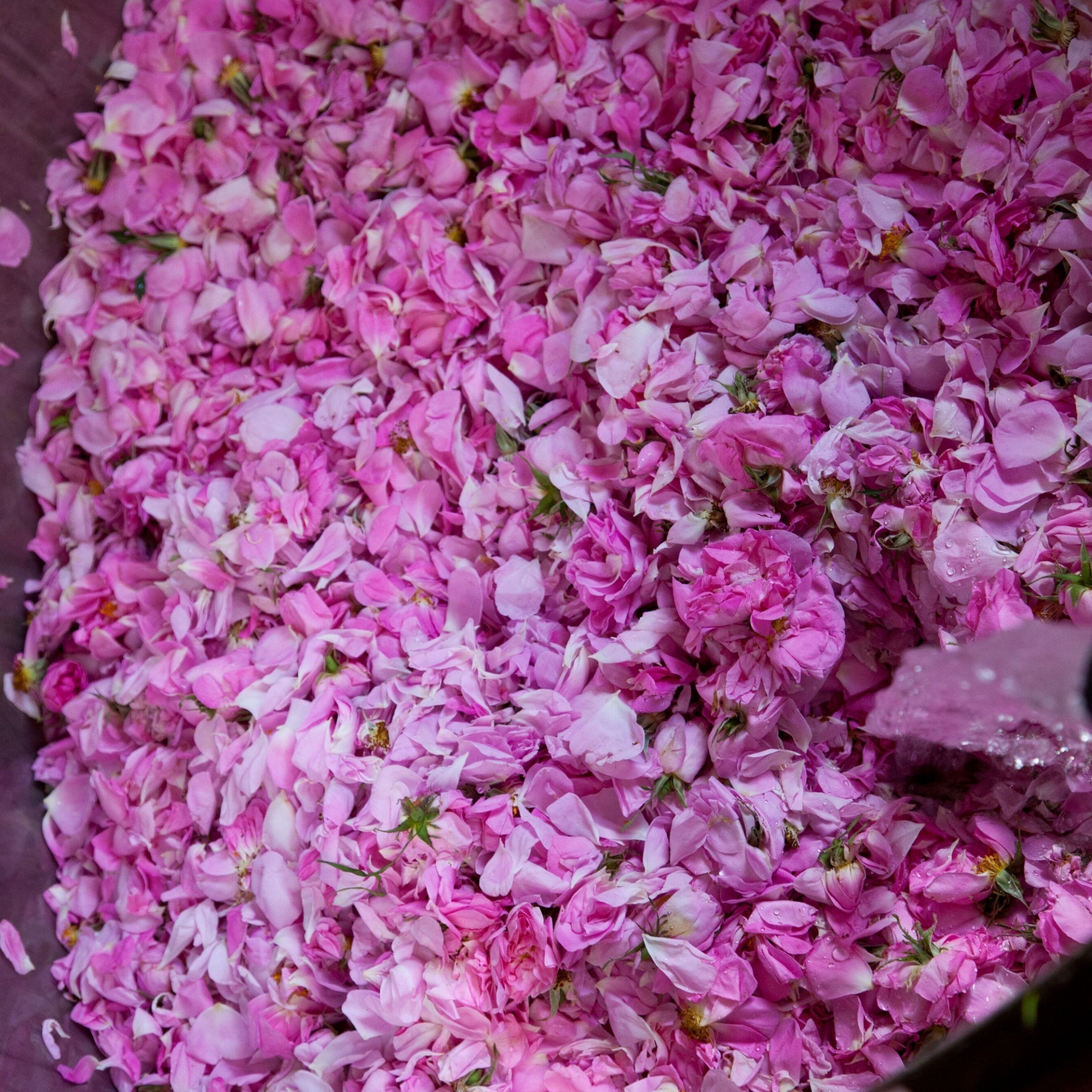 image - 934711678 - DR HAUSCHKA OLIO TRATTANTE CORPO ROSA 75 ML - 4723257_9.jpg