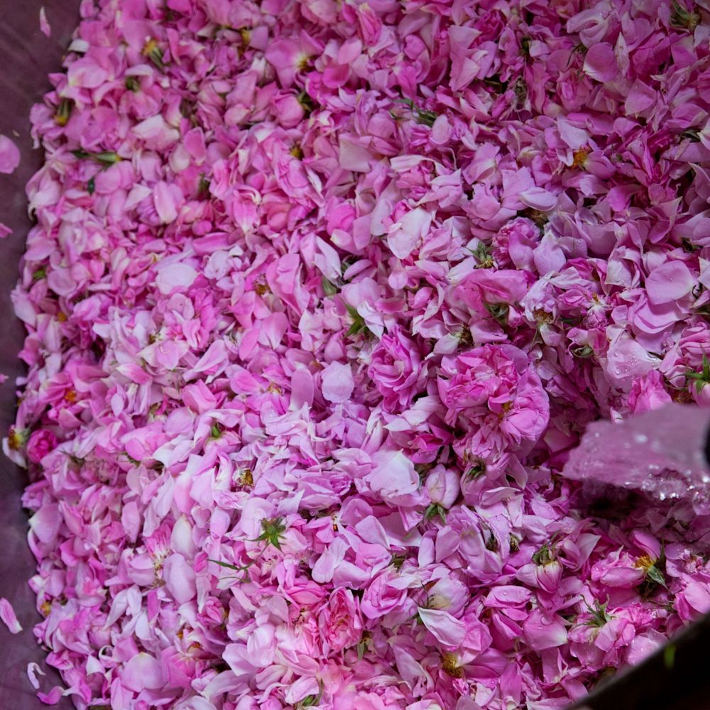 image - 934711678 - DR HAUSCHKA OLIO TRATTANTE CORPO ROSA 75 ML - 4723257_9.jpg