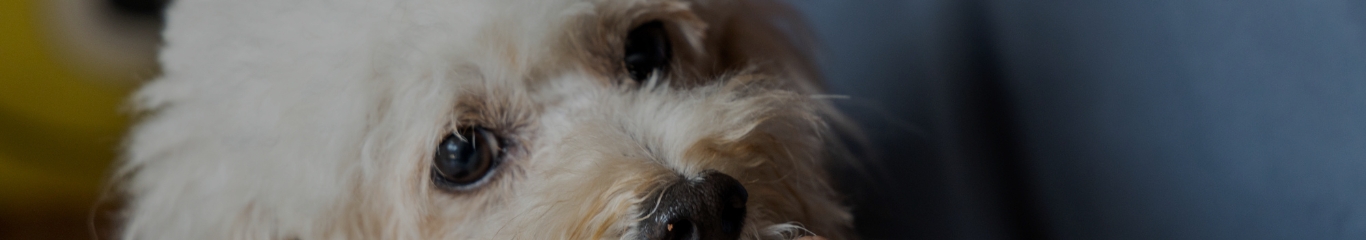 image - Filaria nel cane e nel gatto: sintomi, rischi e trattamenti