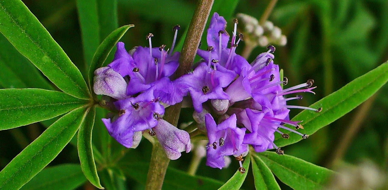 image - Magazine | Agnocasto e i benefici sul ciclo mestruale