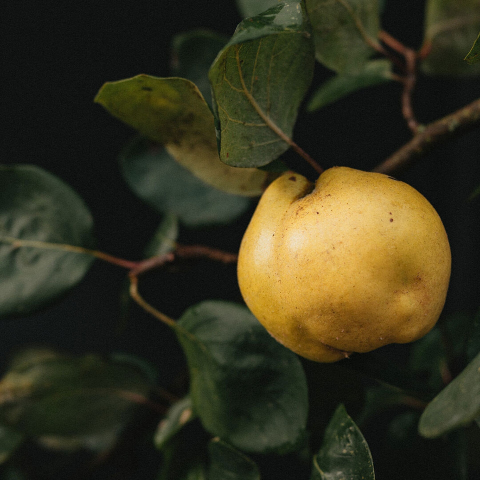 image - 934711452 - DR HAUSCHKA LATTE PER IL CORPO COTOGNA 145 ML - 4723248_8.jpg