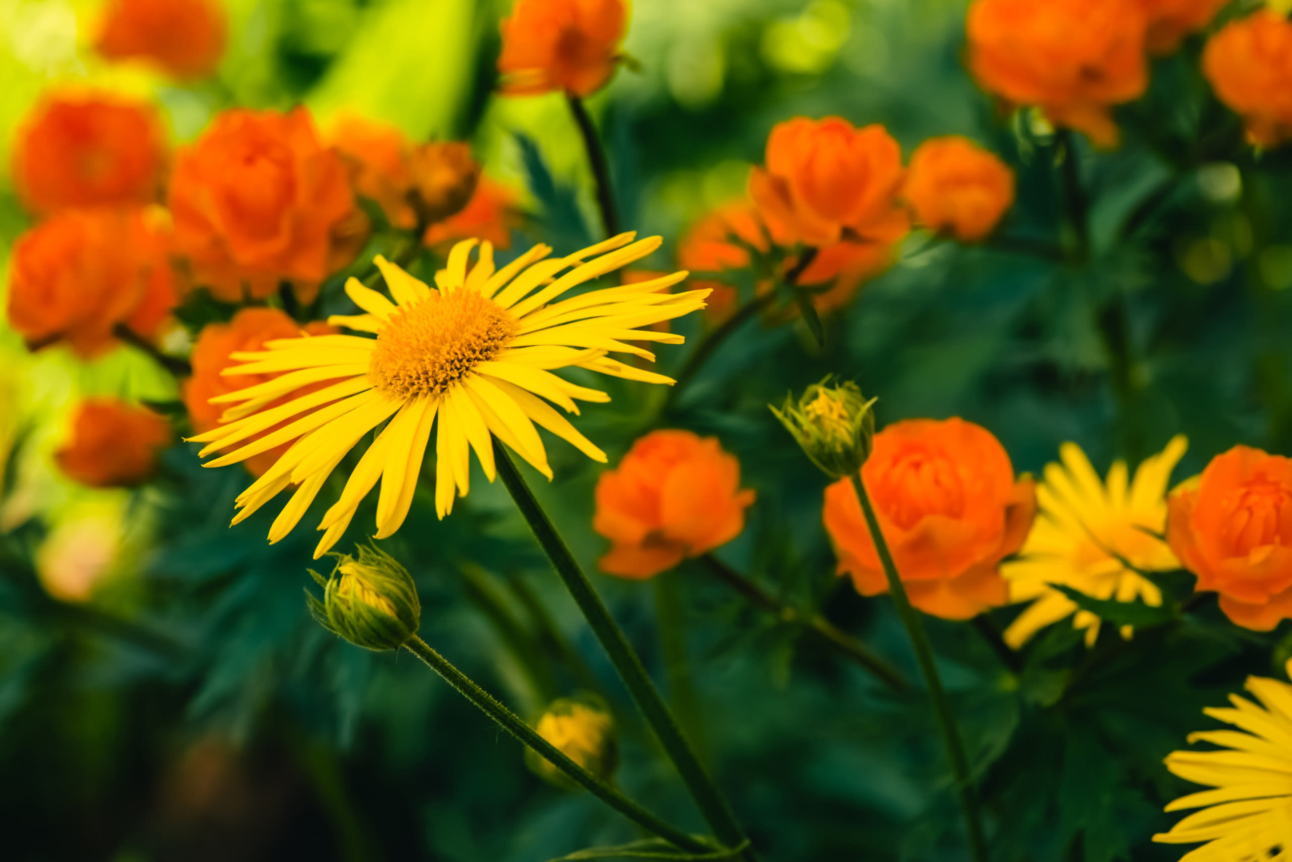 Magazine | Arnica e le sue proprietà antinfiammatorie