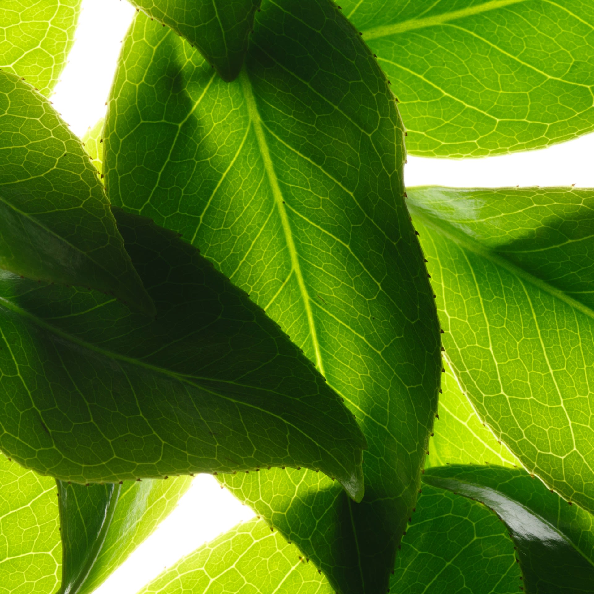 987408438 - NUXE REVE DE THE GEL DOCCIA 750 ML - 4745182_4.jpg